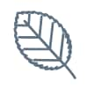 Alder icon